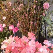 ヒメ日記 2025/03/11 14:41 投稿 せろ 五反田サンキュー