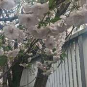 ヒメ日記 2025/04/07 16:50 投稿 せろ 五反田サンキュー