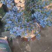 ヒメ日記 2025/10/01 18:29 投稿 せろ 五反田サンキュー