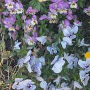 ヒメ日記 2026/05/02 19:39 投稿 せろ 五反田サンキュー