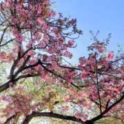 ヒメ日記 2025/04/19 15:52 投稿 はな 人妻小旅行