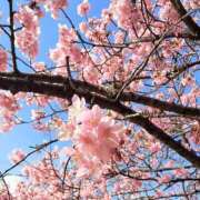 ヒメ日記 2026/03/30 12:05 投稿 はな 人妻小旅行