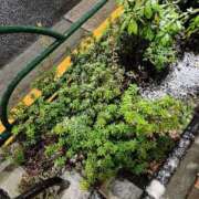 ヒメ日記 2025/03/04 21:37 投稿 有栖 熟女の風俗最終章　鶯谷店