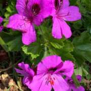 ヒメ日記 2025/05/22 08:30 投稿 るな 快楽夫人