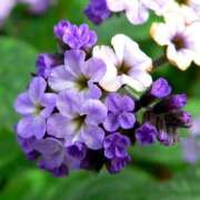 ヒメ日記 2025/05/24 22:06 投稿 るな 快楽夫人