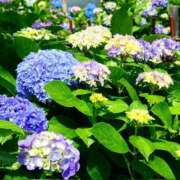 ヒメ日記 2025/06/03 06:13 投稿 るな 快楽夫人