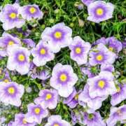 ヒメ日記 2025/06/06 07:45 投稿 るな 快楽夫人