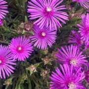 ヒメ日記 2025/06/11 15:59 投稿 るな 快楽夫人