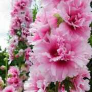 ヒメ日記 2025/06/27 12:21 投稿 るな 快楽夫人