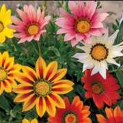 ヒメ日記 2025/06/28 00:43 投稿 るな 快楽夫人