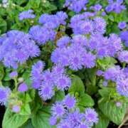 ヒメ日記 2025/07/24 17:26 投稿 るな 快楽夫人