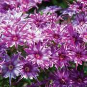 ヒメ日記 2025/08/02 00:18 投稿 るな 快楽夫人