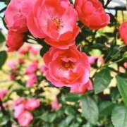 ヒメ日記 2025/08/06 07:59 投稿 るな 快楽夫人