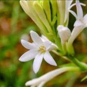 ヒメ日記 2025/08/26 07:37 投稿 るな 快楽夫人