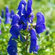 ヒメ日記 2025/08/26 07:45 投稿 るな 快楽夫人