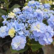 ヒメ日記 2025/11/10 10:33 投稿 るな 快楽夫人