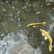 ヒメ日記 2025/04/04 11:24 投稿 るり 奥鉄オクテツ神奈川店（デリヘル市場グループ）