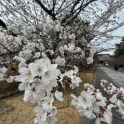 ヒメ日記 2025/04/12 11:31 投稿 るり 奥鉄オクテツ神奈川店（デリヘル市場グループ）