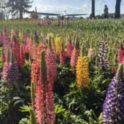 ヒメ日記 2025/04/16 23:05 投稿 るり 奥鉄オクテツ神奈川店（デリヘル市場グループ）