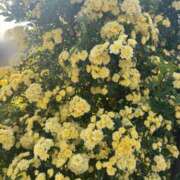 ヒメ日記 2025/04/21 23:18 投稿 るり 奥鉄オクテツ神奈川店（デリヘル市場グループ）