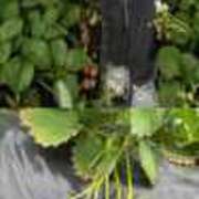 ヒメ日記 2026/02/16 16:59 投稿 るり 奥鉄オクテツ神奈川店（デリヘル市場グループ）