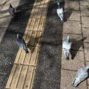 ヒメ日記 2025/02/19 16:13 投稿 いと 手コキガールズコレクション