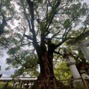 ヒメ日記 2025/06/09 13:24 投稿 優子/Yuko レジーナ