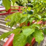 ヒメ日記 2025/06/23 13:44 投稿 優子/Yuko レジーナ