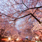 ヒメ日記 2026/04/06 14:15 投稿 れい モアグループ宇都宮人妻花壇