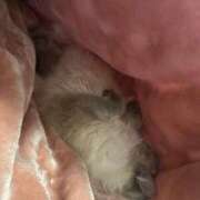 ヒメ日記 2025/02/10 07:16 投稿 前田 ゆうか ミスターダンディー