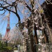 ヒメ日記 2025/03/23 07:54 投稿 前田 ゆうか ミスターダンディー