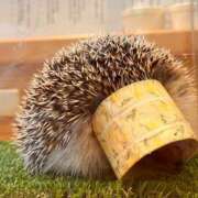 ヒメ日記 2025/02/16 11:00 投稿 白石 ちな ハレ系 メイドin福岡