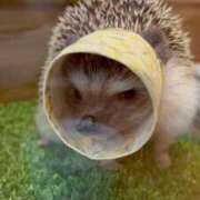 ヒメ日記 2025/02/20 11:11 投稿 白石 ちな ハレ系 メイドin福岡