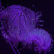 ヒメ日記 2025/02/23 20:24 投稿 白石 ちな ハレ系 メイドin福岡