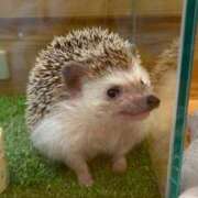 ヒメ日記 2025/07/18 20:47 投稿 白石 ちな ハレ系 メイドin福岡