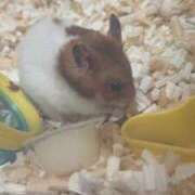 ヒメ日記 2025/08/15 09:56 投稿 白石 ちな ハレ系 メイドin福岡