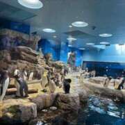 ヒメ日記 2025/09/01 11:02 投稿 白石 ちな ハレ系 メイドin福岡