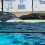 ヒメ日記 2025/09/09 16:44 投稿 白石 ちな ハレ系 メイドin福岡