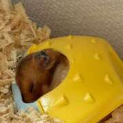 ヒメ日記 2025/10/16 13:53 投稿 白石 ちな ハレ系 メイドin福岡