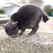 ヒメ日記 2026/02/15 15:00 投稿 白石 ちな ハレ系 メイドin福岡