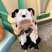 ヒメ日記 2025/01/31 14:16 投稿 すばる メイドde本舗