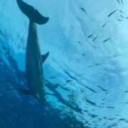 ヒメ日記 2025/08/22 19:13 投稿 藤宮 りりあ ミスターダンディー