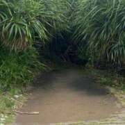 ヒメ日記 2025/11/11 21:53 投稿 藤宮 りりあ ミスターダンディー