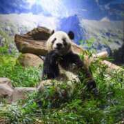 ヒメ日記 2026/01/27 00:09 投稿 みれい MOMO(モモ)