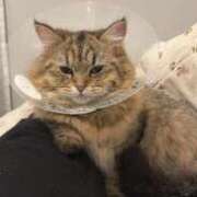 ヒメ日記 2025/03/13 17:15 投稿 すず 錦糸町人妻花壇