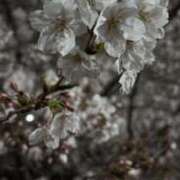 ヒメ日記 2025/04/08 15:15 投稿 すず 錦糸町人妻花壇