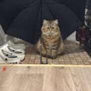 ヒメ日記 2025/04/15 23:15 投稿 すず 錦糸町人妻花壇