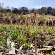 ヒメ日記 2025/03/31 11:14 投稿 りの 横浜風俗 横浜いきなりビンビン伝説