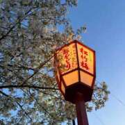 ヒメ日記 2026/04/04 14:00 投稿 つき 京都出張メンズエステChou Chou（シュシュ)