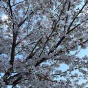 ヒメ日記 2026/04/05 21:09 投稿 つき 京都出張メンズエステChou Chou（シュシュ)